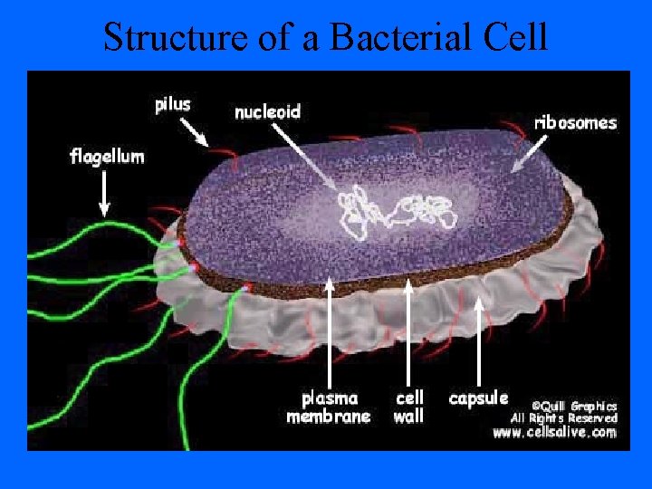 Structure of a Bacterial Cell 