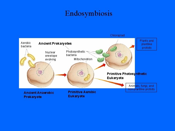 Endosymbiosis Chloroplast Aerobic bacteria Ancient Prokaryotes Nuclear envelope evolving Plants and plantlike protists Photosynthetic