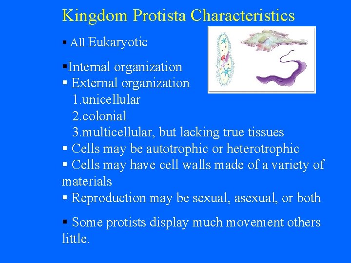 Kingdom Protista Characteristics § All Eukaryotic §Internal organization § External organization 1. unicellular 2.