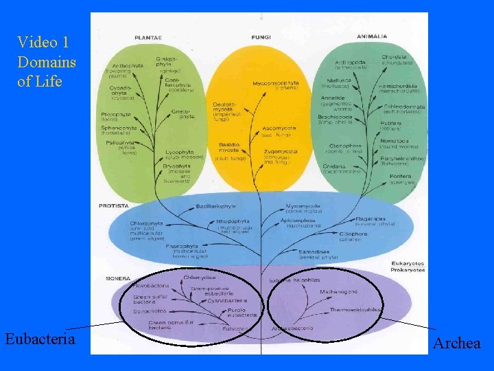 Video 1 Domains of Life Eubacteria Archea 
