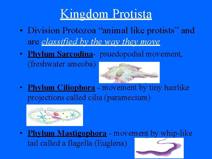 Kingdom Protista • Division Protozoa “animal like protists” and are classified by the way