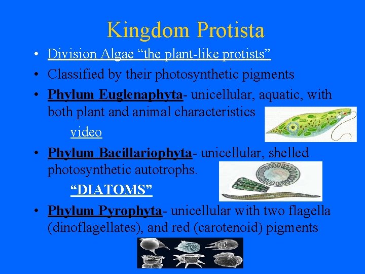 Kingdom Protista • Division Algae “the plant-like protists” • Classified by their photosynthetic pigments