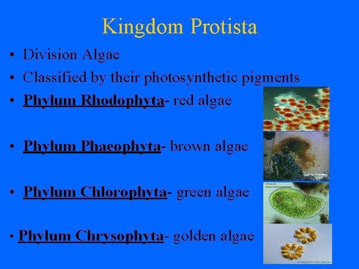 Kingdom Protista • Division Algae • Classified by their photosynthetic pigments • Phylum Rhodophyta-