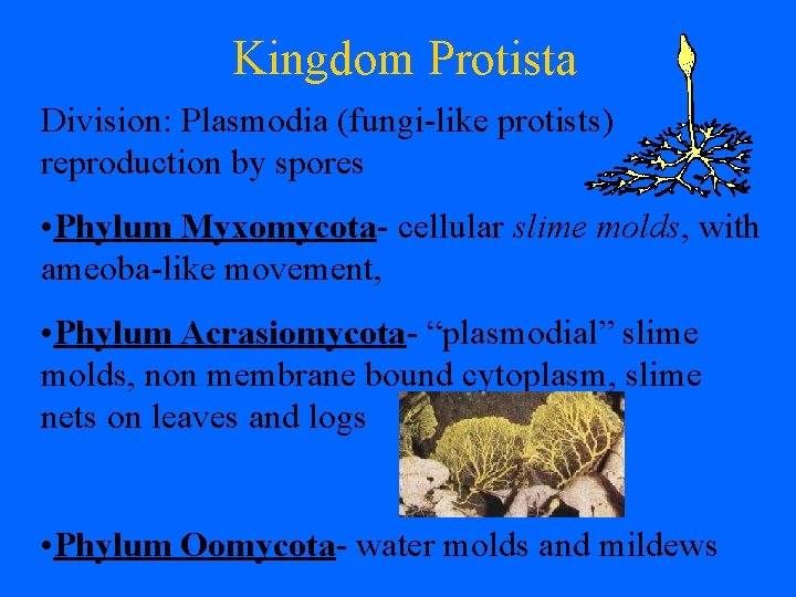 Kingdom Protista Division: Plasmodia (fungi-like protists) reproduction by spores • Phylum Myxomycota- cellular slime