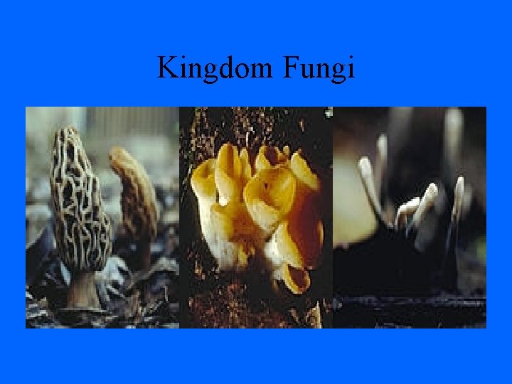 Kingdom Fungi 