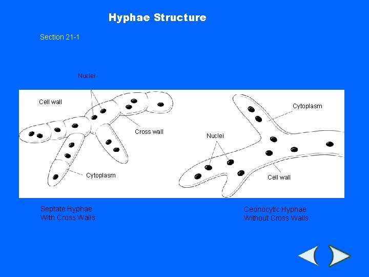 Hyphae Structure Section 21 -1 Nuclei Cell wall Cytoplasm Cross wall Cytoplasm Septate Hyphae