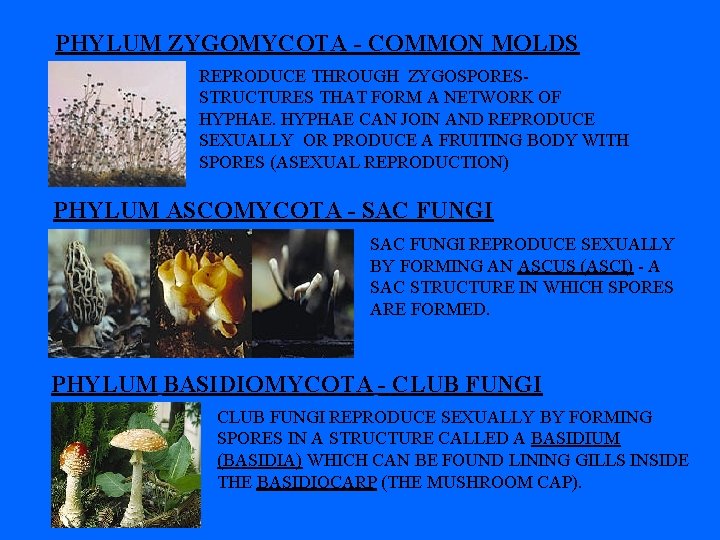 PHYLUM ZYGOMYCOTA - COMMON MOLDS REPRODUCE THROUGH ZYGOSPORES- STRUCTURES THAT FORM A NETWORK OF