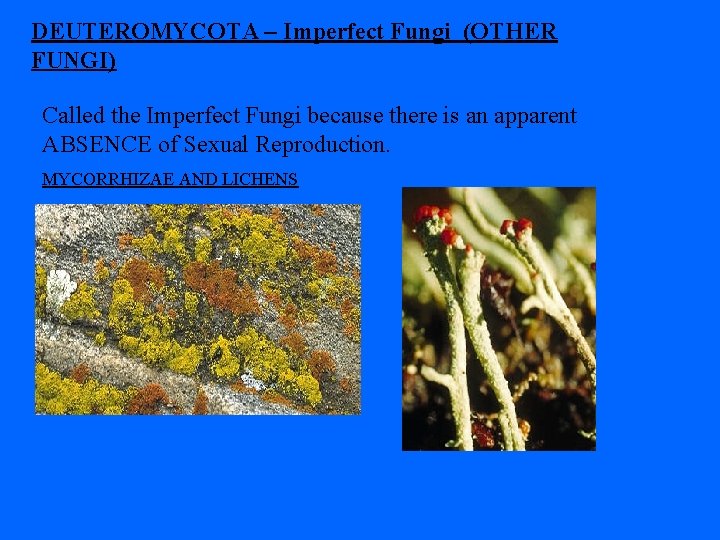 DEUTEROMYCOTA – Imperfect Fungi (OTHER FUNGI) Called the Imperfect Fungi because there is an