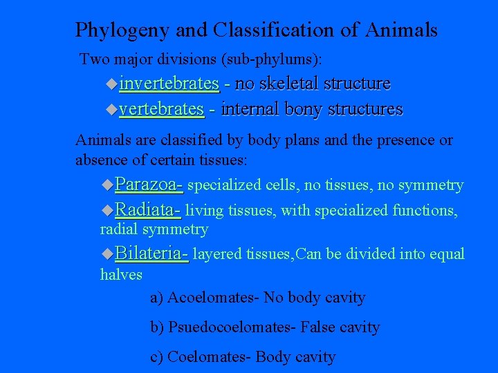 Phylogeny and Classification of Animals Two major divisions (sub-phylums): uinvertebrates - no skeletal structure