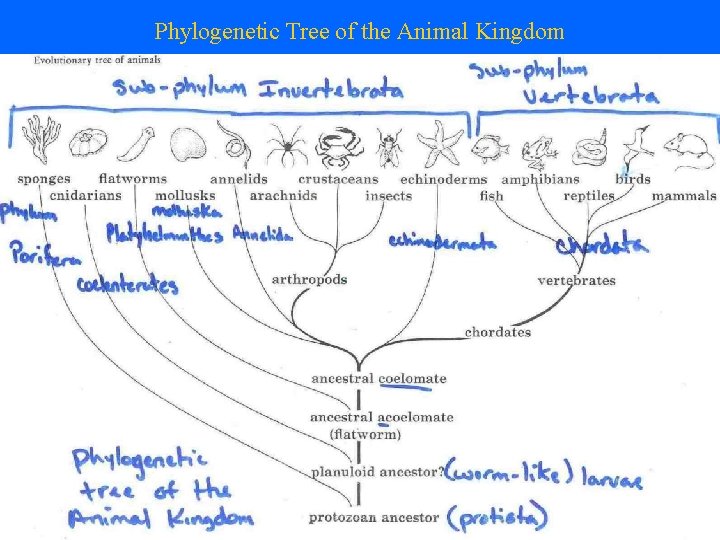 Phylogenetic Tree of the Animal Kingdom 