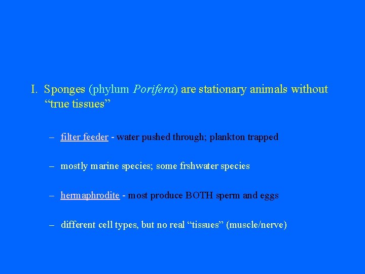 I. Sponges (phylum Porifera) are stationary animals without “true tissues” – filter feeder -