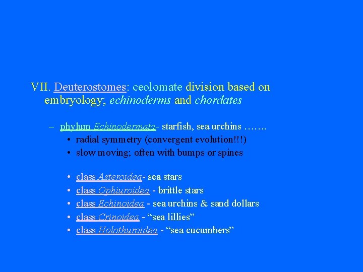 VII. Deuterostomes: ceolomate division based on embryology; echinoderms and chordates – phylum Echinodermata- starfish,