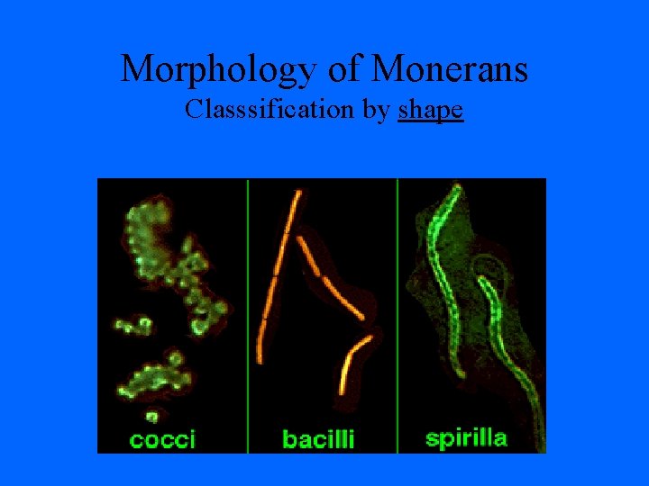 Morphology of Monerans Classsification by shape 