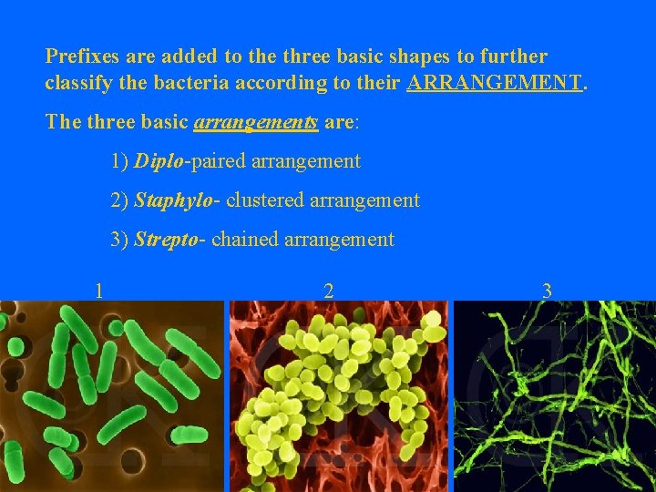 Prefixes are added to the three basic shapes to further classify the bacteria according
