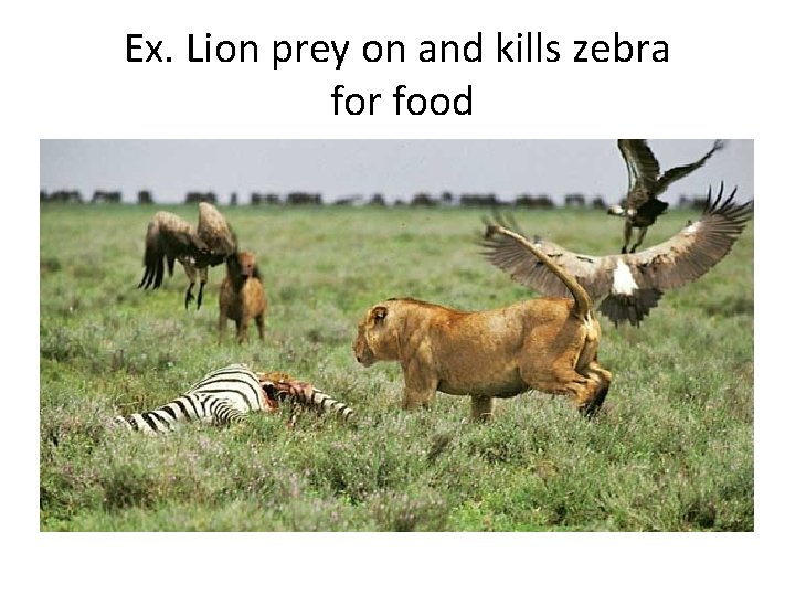Ex. Lion prey on and kills zebra for food 
