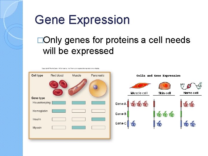 Gene Expression �Only genes for proteins a cell needs will be expressed 