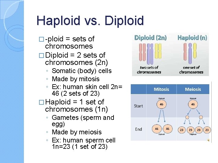 Haploid vs. Diploid � -ploid = sets of chromosomes � Diploid = 2 sets