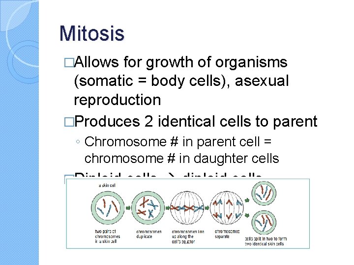 Mitosis �Allows for growth of organisms (somatic = body cells), asexual reproduction �Produces 2