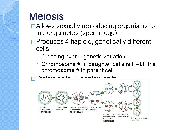 Meiosis �Allows sexually reproducing organisms to make gametes (sperm, egg) �Produces 4 haploid, genetically