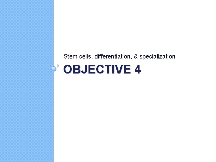 Stem cells, differentiation, & specialization OBJECTIVE 4 