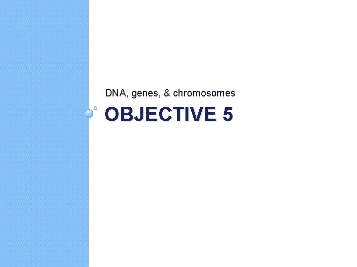 DNA, genes, & chromosomes OBJECTIVE 5 