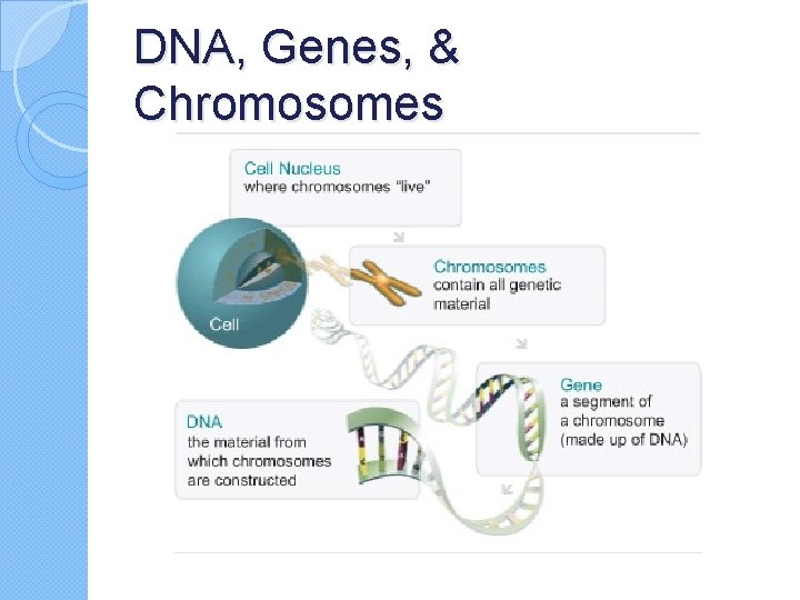 DNA, Genes, & Chromosomes 