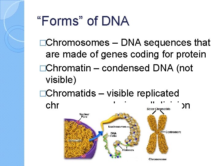 “Forms” of DNA �Chromosomes – DNA sequences that are made of genes coding for