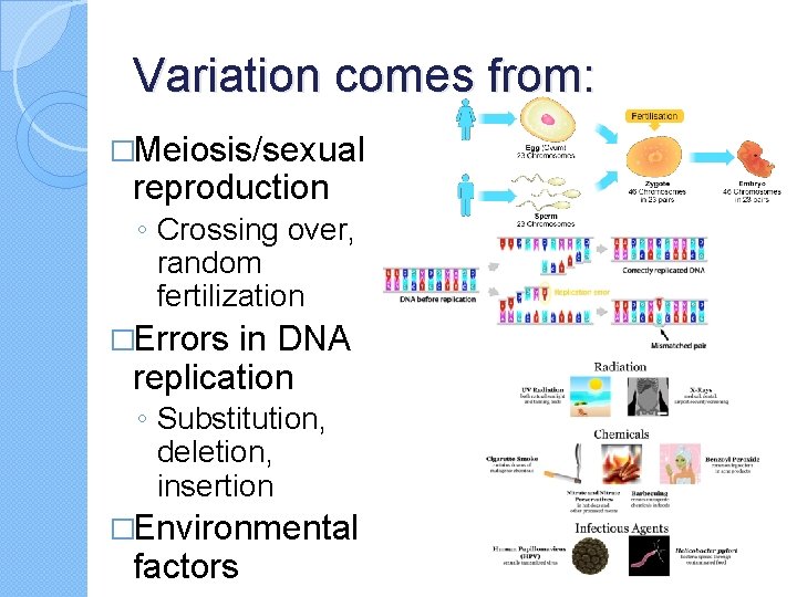 Variation comes from: �Meiosis/sexual reproduction ◦ Crossing over, random fertilization �Errors in DNA replication
