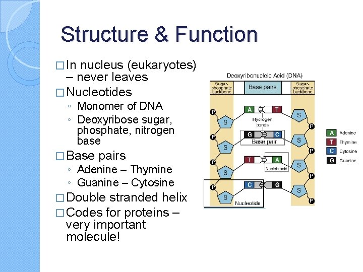 Structure & Function � In nucleus (eukaryotes) – never leaves � Nucleotides ◦ Monomer