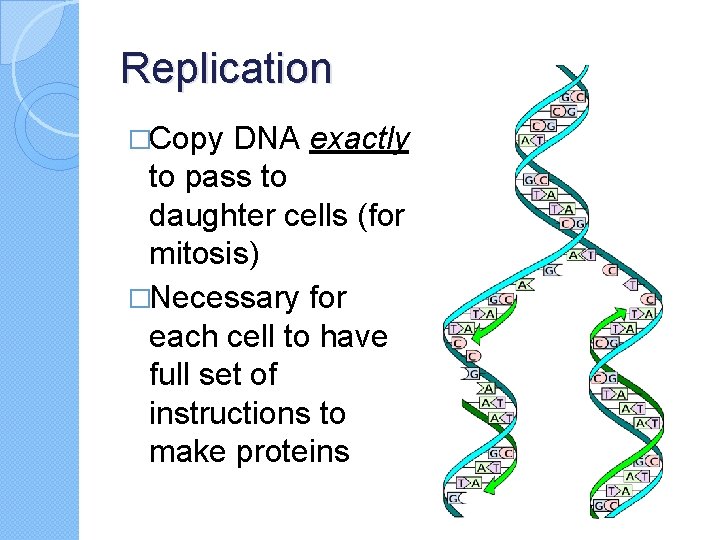 Replication �Copy DNA exactly to pass to daughter cells (for mitosis) �Necessary for each
