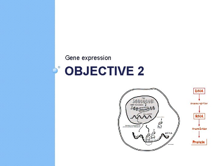 Gene expression OBJECTIVE 2 