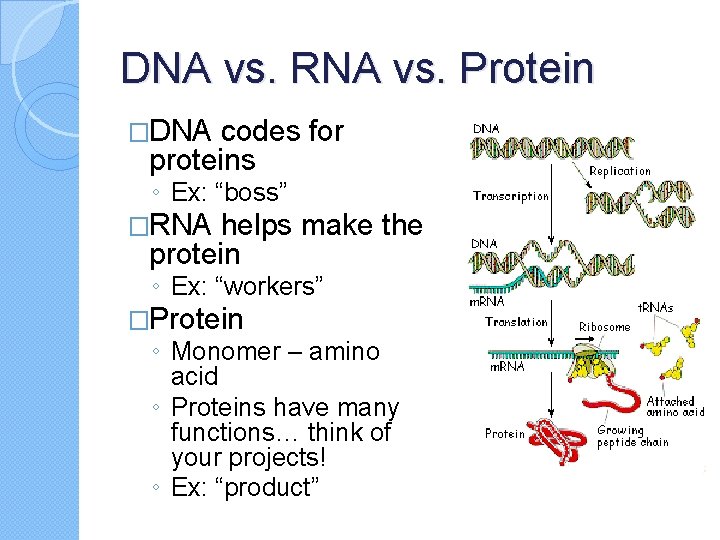 DNA vs. RNA vs. Protein �DNA codes for proteins ◦ Ex: “boss” �RNA helps