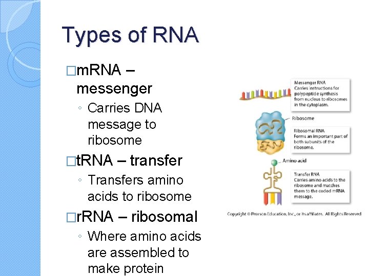 Types of RNA �m. RNA – messenger ◦ Carries DNA message to ribosome �t.