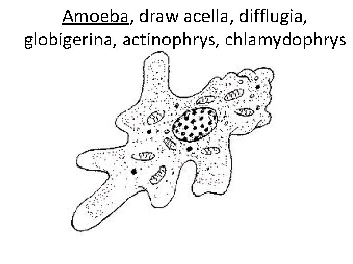 Amoeba, draw acella, difflugia, globigerina, actinophrys, chlamydophrys 