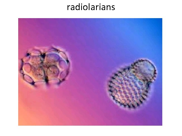 radiolarians 