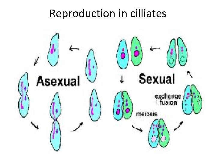 Reproduction in cilliates 