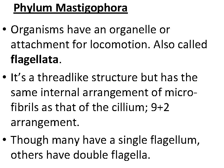 Phylum Mastigophora • Organisms have an organelle or attachment for locomotion. Also called flagellata.