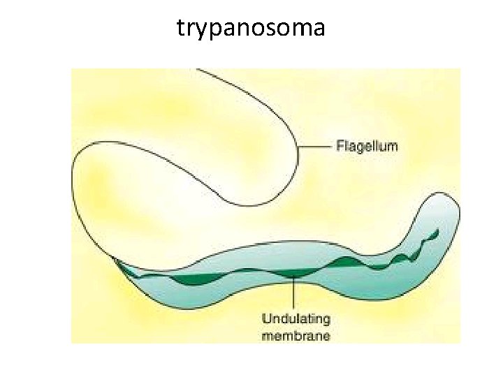 trypanosoma 