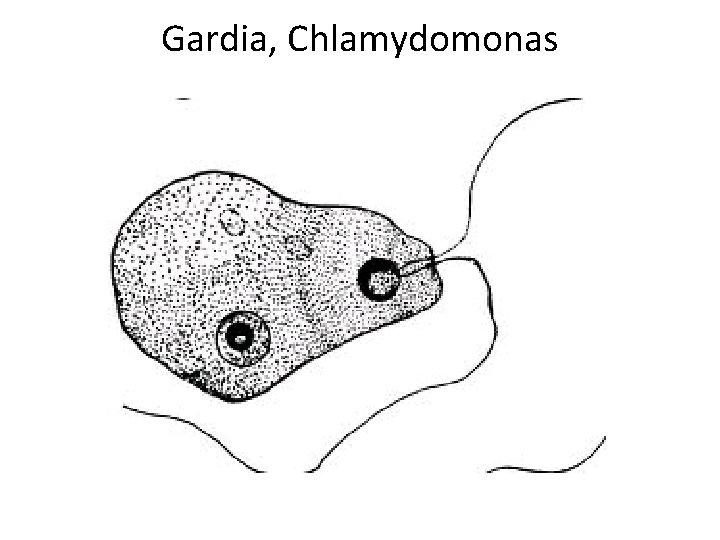 Gardia, Chlamydomonas 