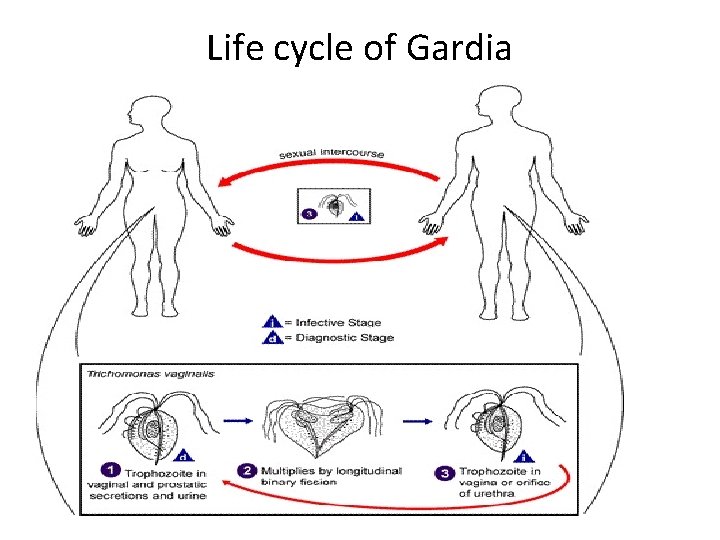 Life cycle of Gardia 