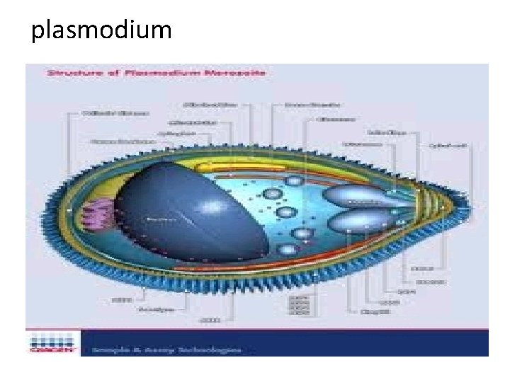 plasmodium 