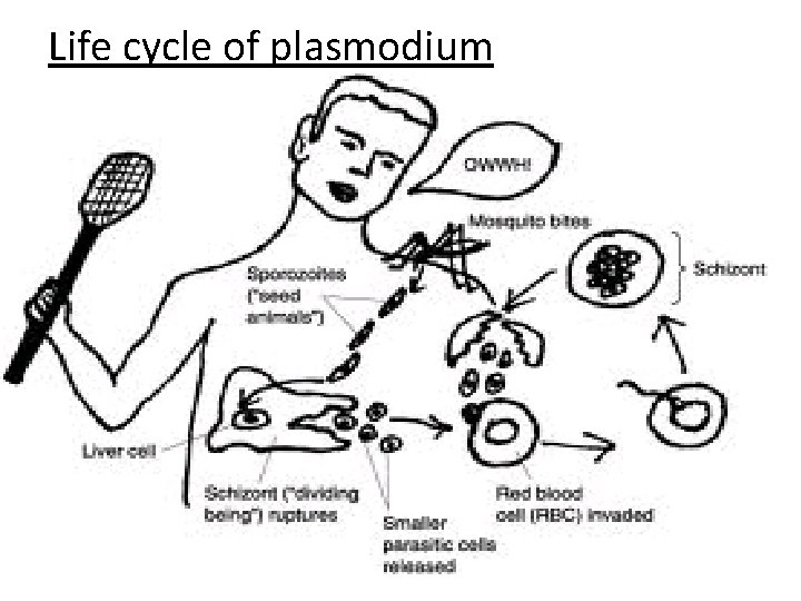 Life cycle of plasmodium 