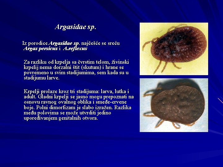 Argasidae sp. Iz porodice Argasidae sp. najčešće se sreću Argas persicus i A. reflexus