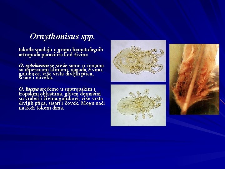 Ornythonisus spp. takođe spadaju u grupu hematofagnih artropoda parazitira kod živine O. sylviarum se