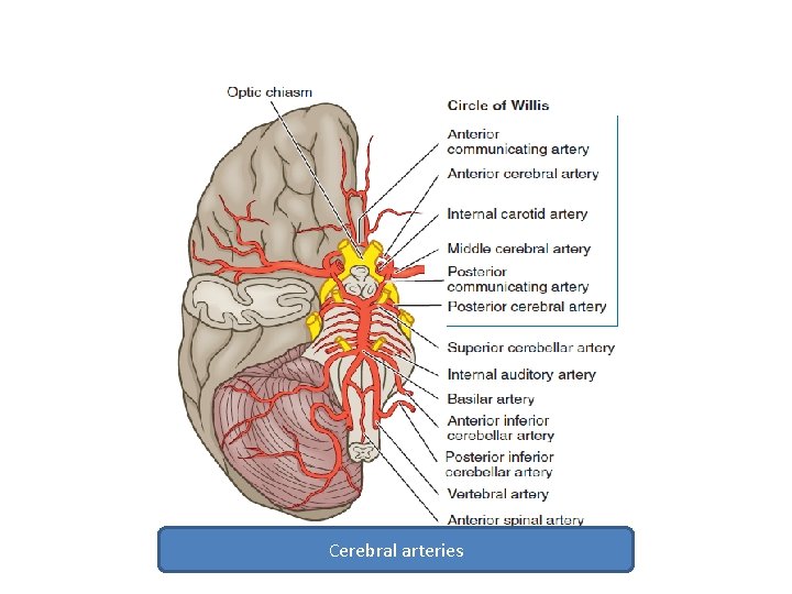 Cerebral arteries 