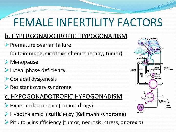 FEMALE INFERTILITY FACTORS b. HYPERGONADOTROPIC HYPOGONADISM Ø Premature ovarian failure (autoimmune, cytotoxic chemotherapy, tumor)