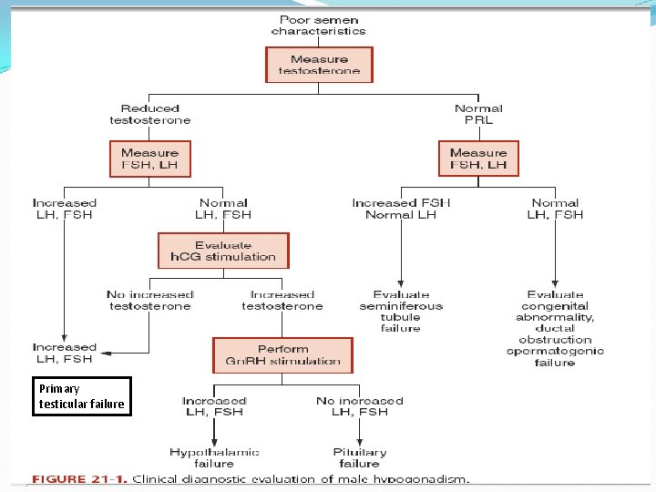 Primary testicular failure 