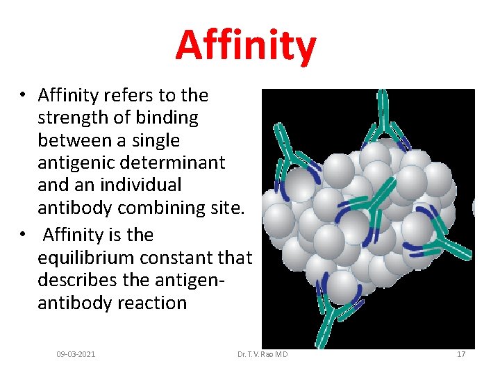 Affinity • Affinity refers to the strength of binding between a single antigenic determinant