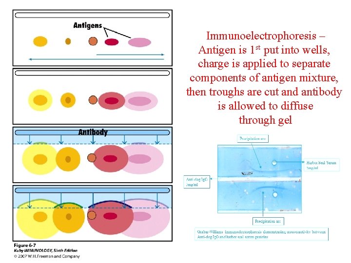 Immunoelectrophoresis – Antigen is 1 st put into wells, charge is applied to separate