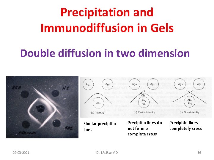 Precipitation and Immunodiffusion in Gels Double diffusion in two dimension Similar precipitin lines 09